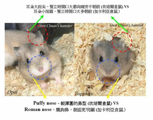 一线仓鼠和三线仓鼠的区别(需要3组清晰的图片作比较)