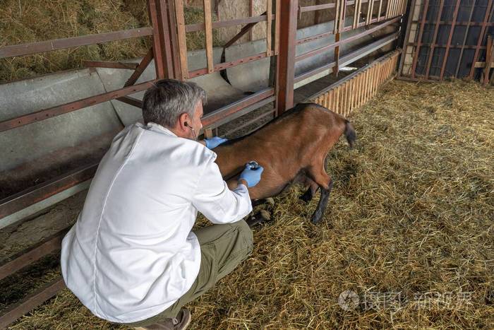 高级兽医在山羊农场用听诊器检查一只山羊