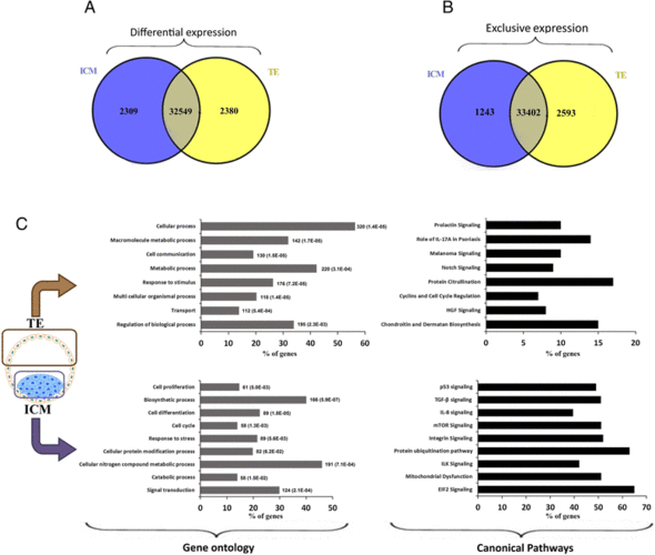 transcriptome profiling of bovine inner cell mass
