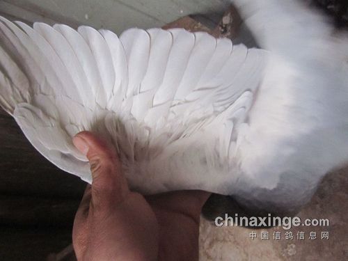 百科长知识:幼鸽何时离巢要看腋下羽毛