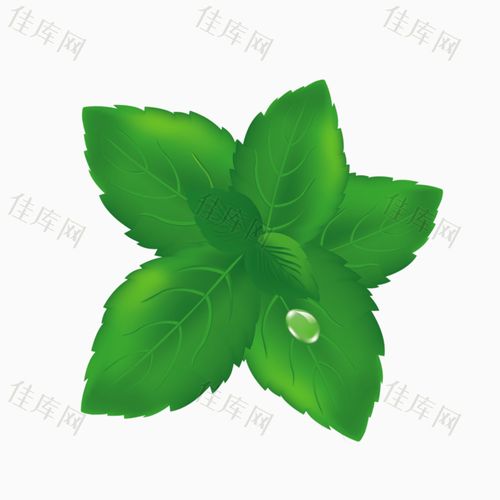 露珠 水珠 绿色 植物 树叶    