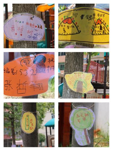 其它 我给大树做名片 写美篇 城堡幼儿园有很多不一样的树 我认识一些