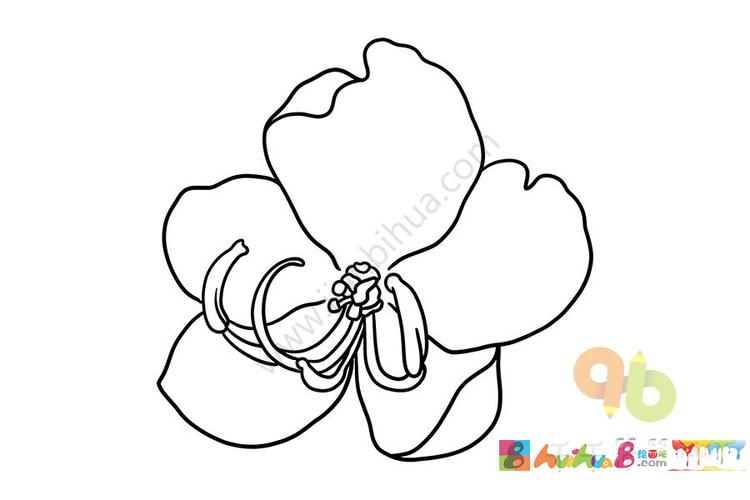 黄槐花简笔画 简单好画