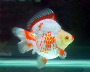 福建福州鎏金金鱼活体高背短尾鎏金鱼活体 冷水鱼无需加热包邮