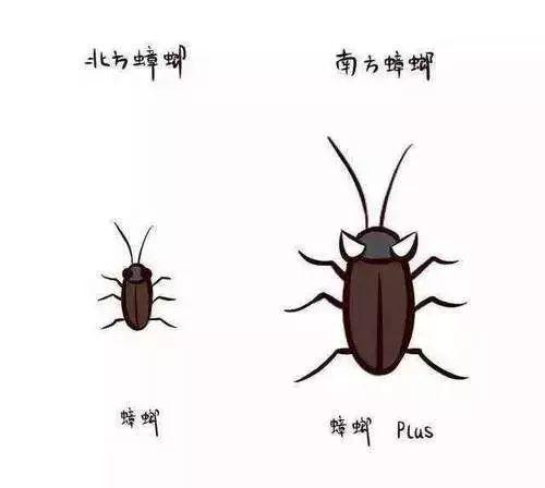 不要天天洗澡 蟑螂 南方蟑螂,北方人的恶梦