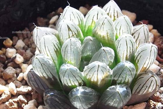 冰灯玉露图片,冰灯玉露怎么养