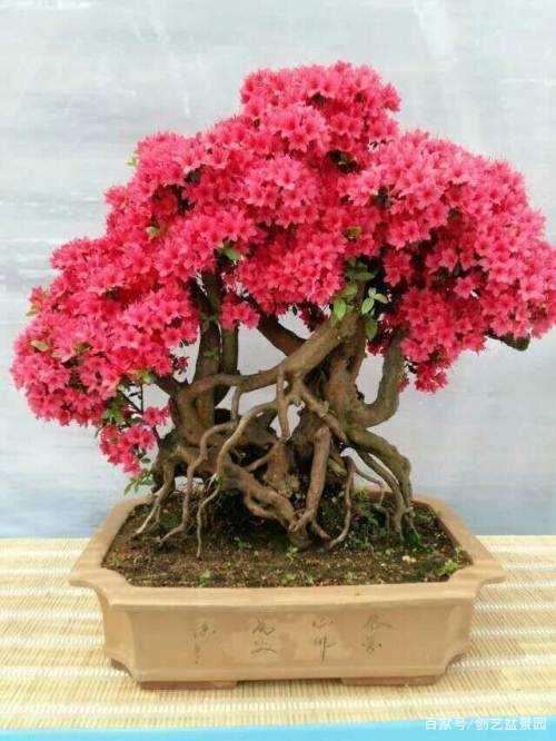杜鹃花图片盆景杜鹃花盆景造型图片