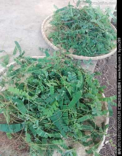 [正版商业] 鸡骨草