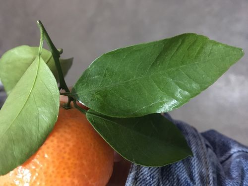 用心生活～(一)用心吃一个橘子