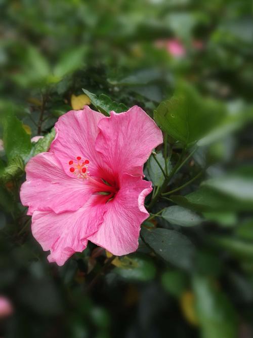 其它 南宁——一座开满鲜花的城市 写美篇 南宁市花是朱槿.