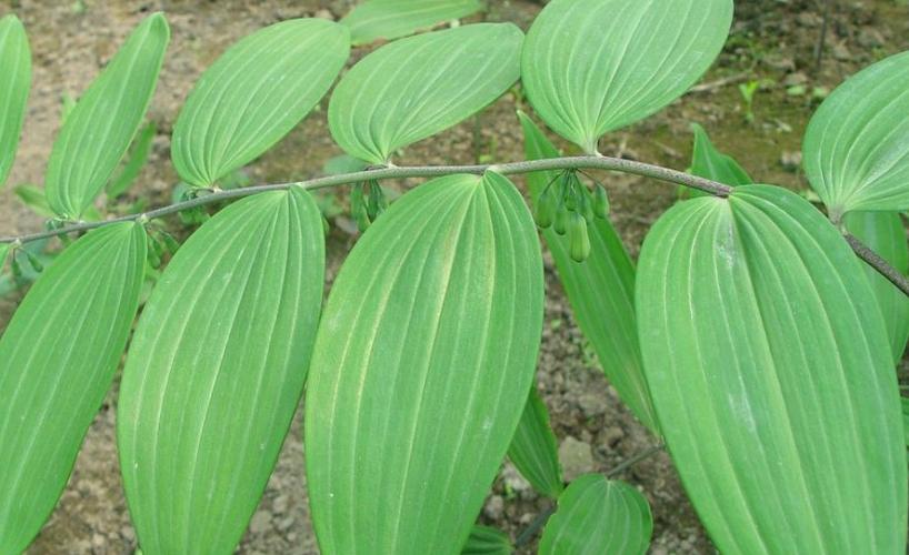 黄精的作用和禁忌