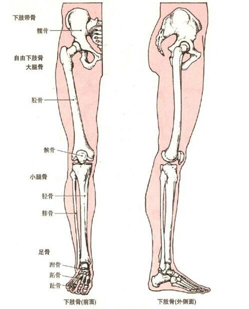 下肢带骨即   髋骨,自由下肢骨包括   股骨,   髌骨,   胫骨
