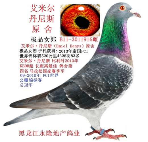 艾米尔·丹尼斯原舍 - 黑龙江朗希鸽舍