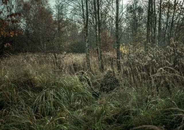 每张图都隐藏着一名狙击手,能一眼看出的人,很有飞行员的潜质