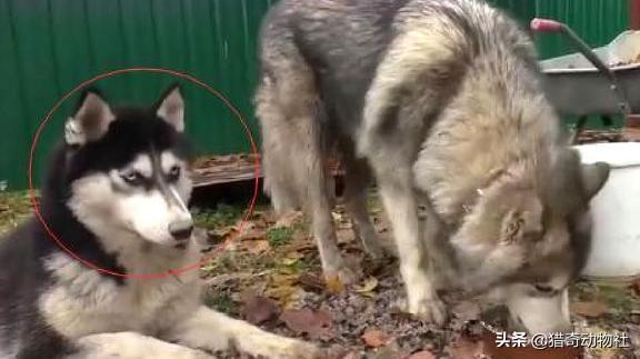 哈士奇雪山滑雪柯南雪山滑雪是哪一集