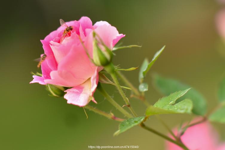 【月季花摄影图片】生态摄影_太平洋电脑网摄影部落