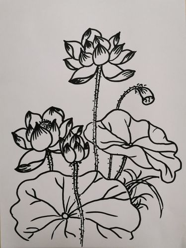 停课不停学,线上美术课教学———简笔画(荷花)
