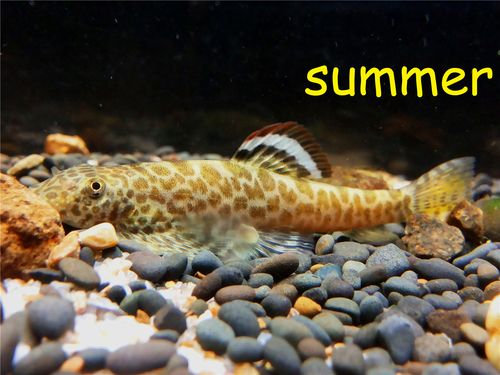 圆斑拟腹吸鳅彩虹吸鳅鱼原生鱼冷水鱼除藻鱼溪流鱼