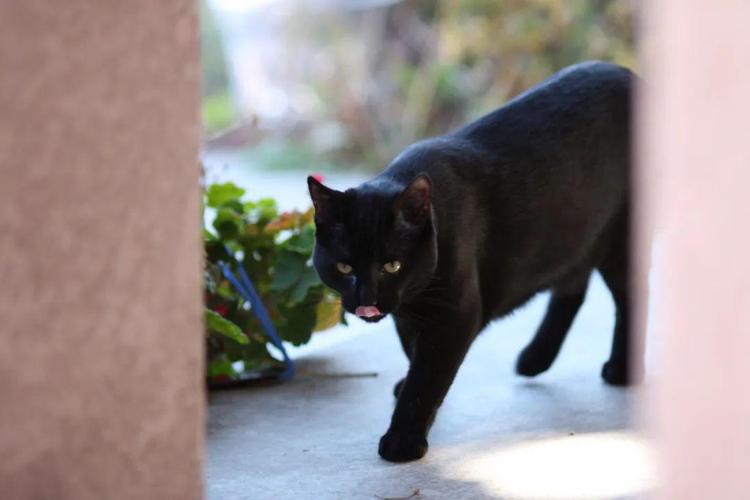 它是传说中的黑猫警长穿梭在家中的暗夜精灵孟买猫
