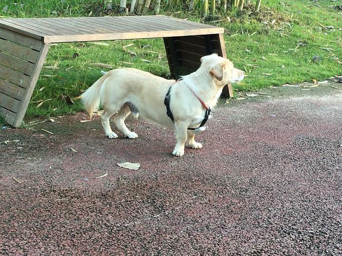 估计小时候求生阶段缺乏营养 奔波过度,前腿外八,后腿严重弯曲,腿形