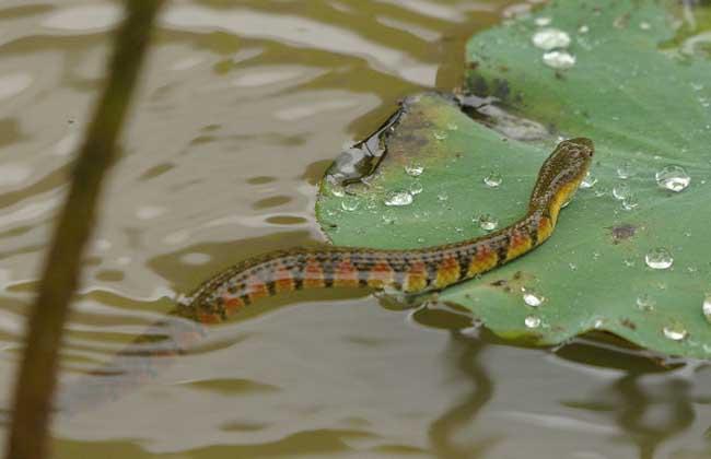 水蛇有毒吗 水蛇有微毒,属于后毒牙毒蛇,但毒性很低,被其咬伤只要消毒