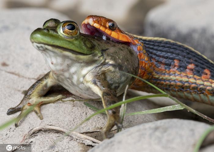 野生小蛇捕食青蛙张大嘴整个吞下