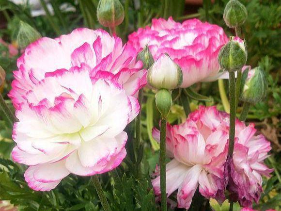 1种花,人称"陆莲花",一到夏天就"装死",开花却比玫瑰漂亮