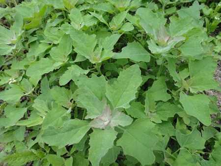 灰菜的功效与作用:简介,主要功效