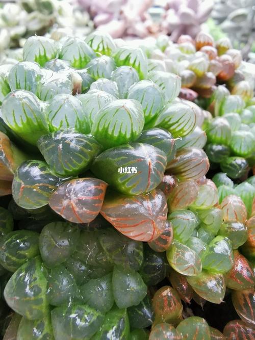 喜爱多肉姫玉露出锦