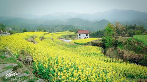 北山村油菜花!