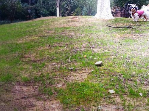 天街小雨润如酥草色遥看近却无6767