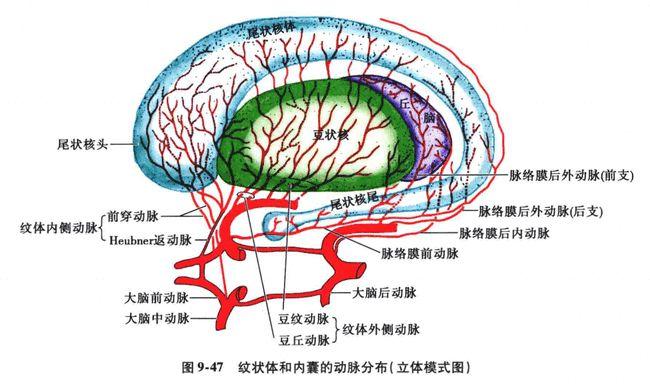 中枢神经系统疾病定位诊断图解脑血管非常详细值得收藏