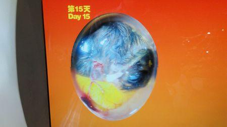 鸽子受精蛋孵化图