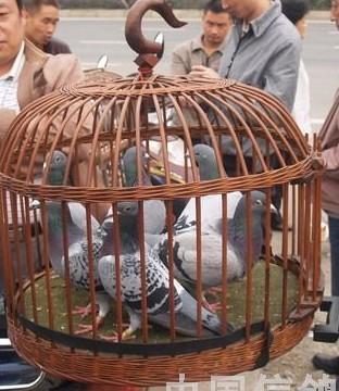 成都鸽子笼哪里有卖?圆形藤编的那种!不要铁丝,塑料或者不锈钢的哈