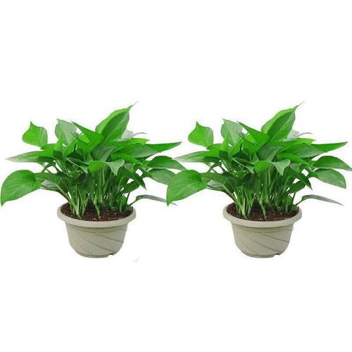 绿萝盆栽花卉批发植物室内吸甲醛绿植水培植物盆栽观赏长藤大绿箩易品