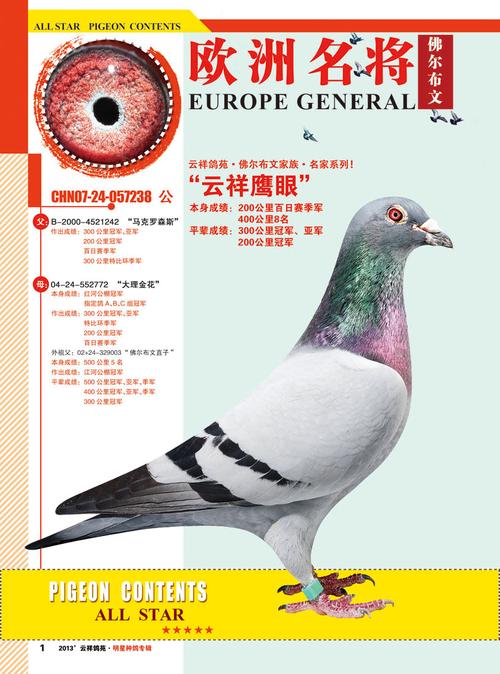 祥云鹰眼_云南大理云祥鸽苑-中信网爱鸽商城