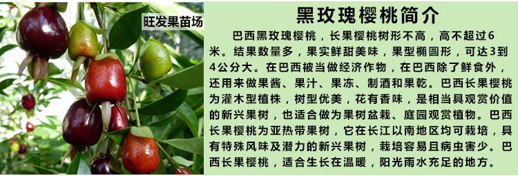 黑玫瑰大果樱桃(种子播种)   单棵结果20-50斤/棵  亩产2000斤