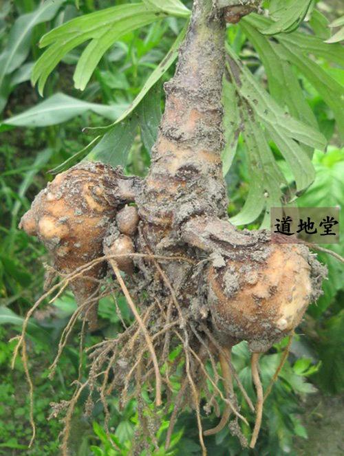 250克正品四川江油川乌 乌头-道地堂江油附子直销