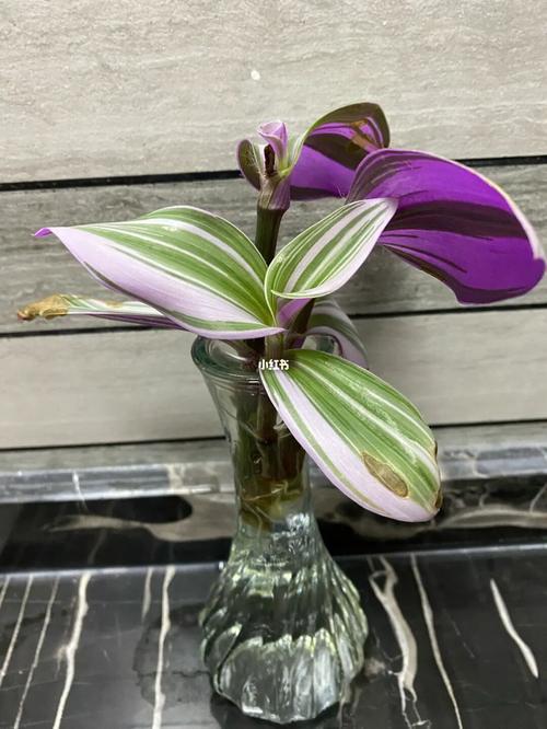 油画婚礼吊兰水培生根啦_油画_吊兰_婚礼_油画婚礼吊兰_家居家装_家居