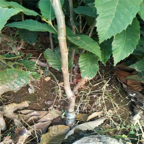 板栗树苗 基地供应0.5公分板栗苗 苗圃出售山东板栗苗 奥润