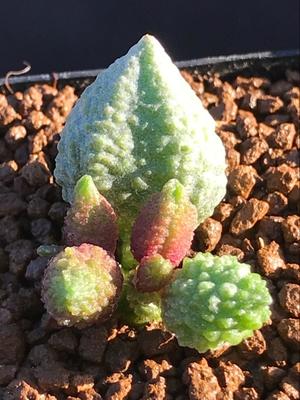 多肉星空花园 多肉植物 天锦章属 朱唇石水泡 超美 一物一拍 成珠