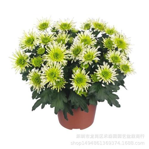 基地直供批发大菊花盆栽室内庭院如意菊喜阳荷兰菊花卉绿植带花苞