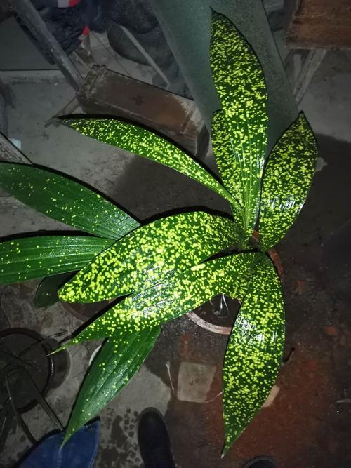 全程记黄花斑叶鹤顶兰的,华丽蜕变全过程.