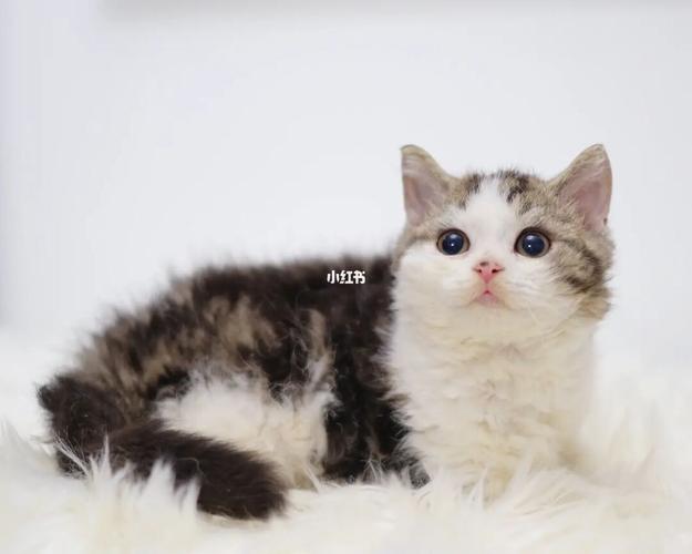 四大卷毛之一/赛尔凯克卷毛猫_宠物_赛尔凯克卷毛猫_宠物_猫_晒猫
