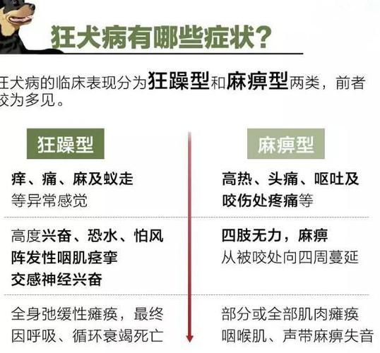 医生建议,被狗咬伤后4步法助你远离狂犬病,爱动物的你一定要看