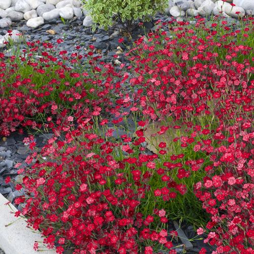 多年生耐热耐寒室外庭院阳台盆栽花卉岩石花园植物 红花少女石竹