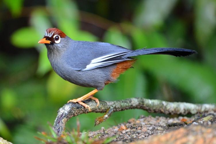 可爱的红头噪鹛鸟