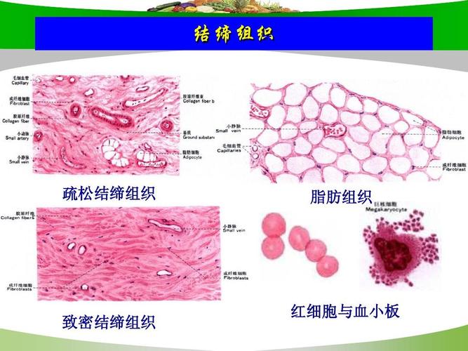 结缔组织 疏松结缔组织 脂肪组织 致密结缔组织 红细胞与血小板