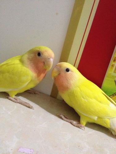 灵狐之家 虎皮鹦鹉活体玄风鹦鹉活体牡丹鹦鹉宠物鸟活体珍珠鸟文鸟