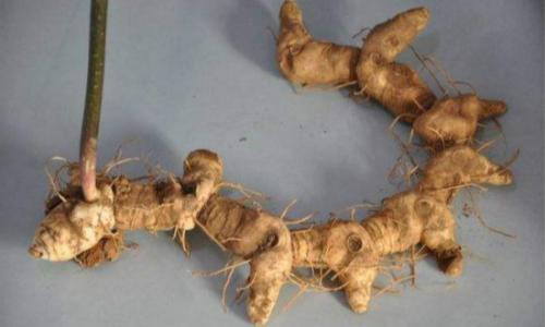 黄精的药用功效与作用